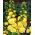 Hollyhock - Yellow - Alcea rosea - Sky-High Yellow Beauty, Ideal for Rustic Gardens - Fresh Seeds