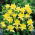 Guldakleja - Aquilegia chrysantha - Strålande sommarblommor, ren gyllene elegans - Färska frön