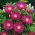 Persian Cornflower - Centaurea dealbata - Vibrant Bee Magnet, Perfect for Borders - Fresh Seeds