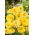 Pot Marigold Cream biji Kecantikan - Calendula offficinalis - 240 biji - Calendula officinalis