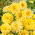 Pot Marigold Cream biji Kecantikan - Calendula offficinalis - 240 biji - Calendula officinalis
