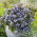Campanula poscharskyana - Campanula poscharskyana - Azul interminable, perfecta cubierta vegetal - Semillas frescas