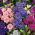 Harangvirág - Calycanthema - Campanula medium - Kecses szárak, csokrokhoz ideális - Friss vetőmagok