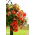 Begonia Pendula Cascade Orange - 2 bulbs