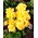 Begonia Large Flowered Double Yellow - 2 bulbi - Begonia ×tuberhybrida