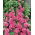 Fylld stockros - rosa - Alcea rosea - Majestätisk tvåårig växt som når upp till 2 meter - Färska frön