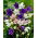 Ballongblomma - blandning - Platycodon grandiflorus - Förfinade stjärnformade blommor - Färska frön