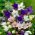 Ballongblomma - blandning - Platycodon grandiflorus - Förfinade stjärnformade blommor - Färska frön