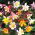 Ancolie - Scott Elliott's - Mélange - Aquilegia caerulea - Floraison pastel, parfaite pour les bordures - Graines fraîches