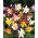 Ancolie - Scott Elliott's - Mélange - Aquilegia caerulea - Floraison pastel, parfaite pour les bordures - Graines fraîches
