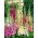 Foxglove "Gloxiniaeflora" - variety mix; common foxglove, purple foxglove, lady's glove - 9000 seeds