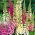Foxglove "Gloxiniaeflora" - variety mix; common foxglove, purple foxglove, lady's glove - 9000 seeds