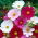 Garden cosmos, mexikansk aster "Sonata" - sort mix - 140 frön - Cosmos bipinnatus Sonata
