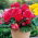 Begonia Fimbriata Pink - 2 bulbs