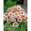 Kincses virág "Big Kiss F2 fehér láng"; gazania - Gazania x hybrida - magok