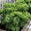 Насіння капусти - Brassica oleracea - 300 насінин - Brassica oleracea L. var. sabellica L. - насіння