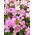 Semillas de Wall Rock Cress - Arabis alpina gr. rosea - 2350 semillas - Arabis alpina rosea