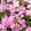 Wall Rock Cress seeds - Arabis alpina gr. rosea - 2350 seeds