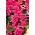 Sauge rouge - rose - 84 graines - Salvia splendens