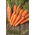 Gulrot – Nantes Polana - 5100 frø - Daucus carota