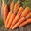 Gulrot – Nantes Polana - 5100 frø - Daucus carota