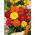 Garden dahlia "Unwins" - 120 zaden - Dahlia pinnata Unwins