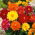 Garden dahlia "Unwins" - 120 zaden - Dahlia pinnata Unwins