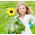 Jucarii de floarea soarelui pentru copii - Helianthus annuus - semințe