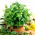 بذور النعناع - النعناع piperita -   البذور - Mentha piperita - ابذرة