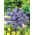 Shepherd's Scabious seeds - Jasione laevis - 900 seeds