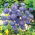 Shepherd's Scabious seeds - Jasione laevis - 900 seeds