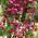 Rodochiton Purple Bell semințe - Rhodochiton atrosanguineus - 6 semințe