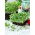 Microgreens - ใบโหระพาสีเขียว   - ใบอ่อนที่มีรสชาติพิเศษ - 1950 เมล็ด - Ocimum basilicum 