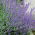 キャットミントモスキート忌避剤種 -  Nepeta mussinii  -  600粒 - Nepeta mussinii - シーズ