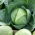 White Cabbage - Kamienna Głowa - Firm, Crisp Heads, Late Season Harvest - Fresh Seeds