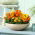 Tagetes - Sammets - Bonanza Series - 175 frön - Tagetes patula L.