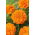 Œillet d'Inde - Tagetes patula nana - Mandarin - 158 graines - orange