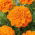 Œillet d'Inde - Tagetes patula nana - Mandarin - 158 graines - orange