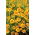 Signet marigold "Lemon Star" - lemon with red rim; golden marigold - 351 seeds