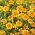 Signet marigold "Lemon Star" - lemon with red rim; golden marigold - 351 seeds