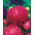 Needle-petal aster "Inga" - pink-red, tall variety - 450 seeds