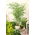 黄色の溝の種 -  Phyllostachys aureosulcata - Phyllostachys pubescens - シーズ