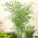 黄色の溝の種 -  Phyllostachys aureosulcata - Phyllostachys pubescens - シーズ