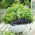 Taman Rumah - campuran varietas Basil - untuk budidaya dalam ruangan dan balkon; Great basil, Saint-Joseph "s-wort - 325 biji - Ocimum basilicum 