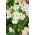Fehér Wax Begonia mag - Begonia semperflorens - 1200 mag - magok