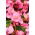 Pink Wax Semințe de Begonia - Begonia semperflorens - 1200 de semințe