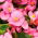 بذور بيجونيا الشمع الوردي - نباتات البغونية - 1200 بذور - Begonia semperflorens - ابذرة