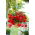 Begonia Pendula Cascade Red - 2 bulbs
