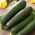 Kurpitsa - Kesä - BIO - Cucurbita pepo  - siemenet