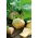 Benih Rutabaga Saba - Brassica napus l. var. napobrassica - 3500 biji